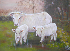 � Charolaises et veaux � Serans �