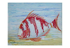 " Poisson Viking (pagre ray�) "