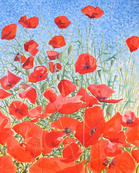 �tude de coquelicots