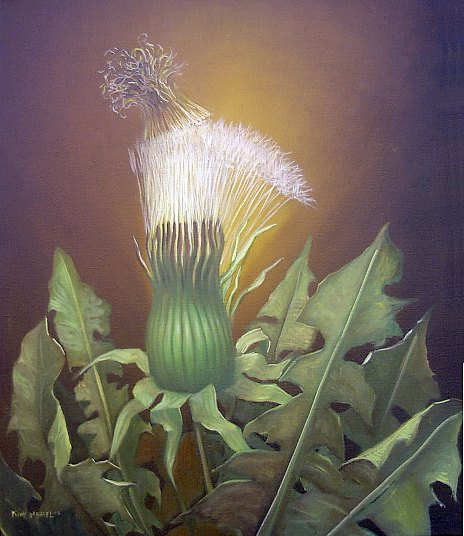 The Venus Hottentote