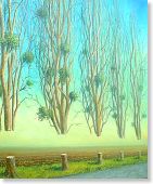 le gui, parasite ou magique?